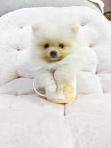 Tea Cup Pomeranian 