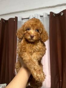 poodle1