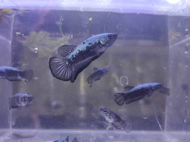 Black Samurai Betta Fish Ikan Laga