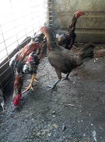 Ayam dijual murah2 