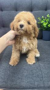 Toy poodleMaleOM-2Dob : 05-05-26