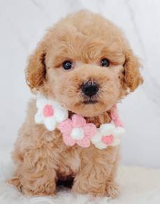 Poodle