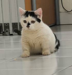 super short Munchkin male