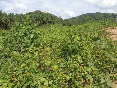 Agricultural Land in Jerantut, PHG
