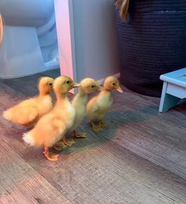 duckling