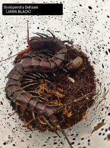 Centipede