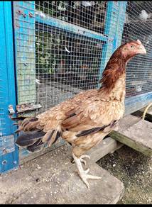 ayam cross aseel 