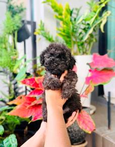 poodle puppies with MKA pedigree 