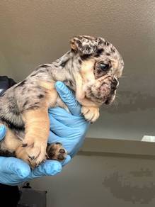 SSH_96006 Special edition French Bulldog puppies