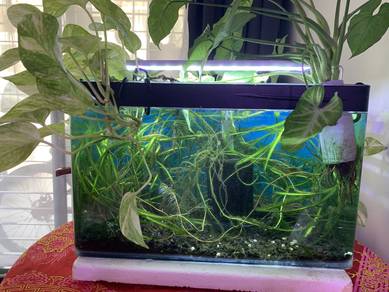 1.5ft aquarium for sale