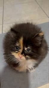 Baby Hannah for adoption