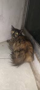 Kucing Betina