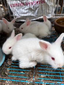 Anak Arnab
