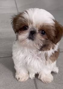 Tiny Shih Tzu Cute Round Head Little Puppy Puppy