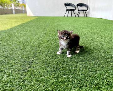 Pure Silver Tabby with White Mainecoon Kitten