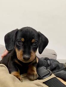 Dachshund