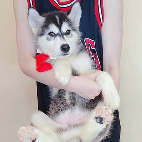 Wooly Husky