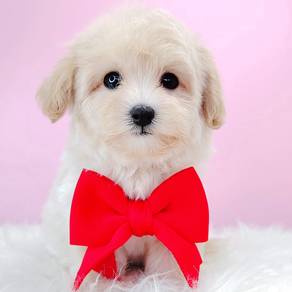Maltipoo TIiny