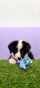 Border collie male MKA CERTIFICATE