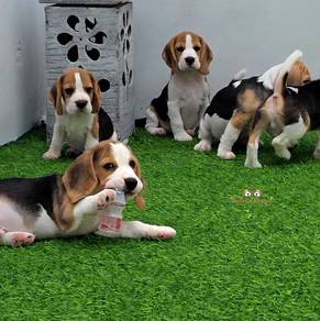 Beagle puppies 