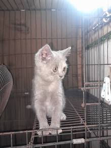 kitten BSH BLH