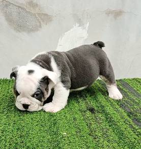 ENGLISH BULLDOG PUPPIES VIP33🐻 BullDog Boy