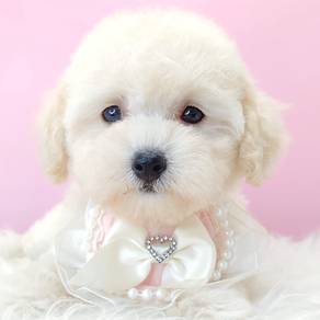 White Cream Tiny Toy Poodle