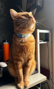 Affectionate Cat Seeking Warm Home (Shrek)