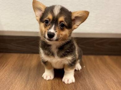 Welsh Corgi