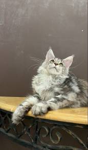 Maincoon sliver tabby