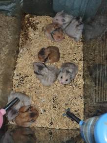 hamster syrian bigbone bloodline 