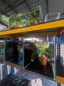guppy pair/borong , pokok hiasan, utk akuarium