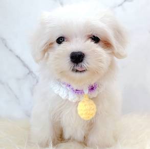 Maltese