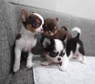CHIHUAHUA PUPPIES VIP112🌷Head Apple Cute Dog Boy