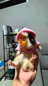 Guinea pig 