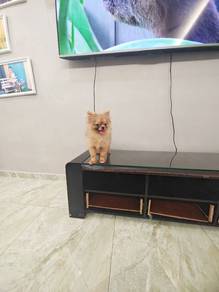 Pomeranian 