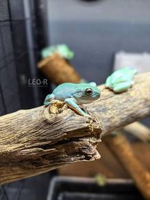 White Tree Frog / Dumpy Tree Frog / Katak