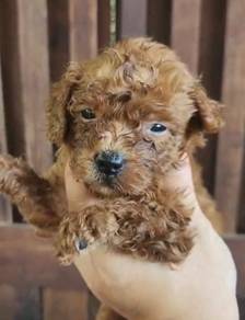 Toy poodle male