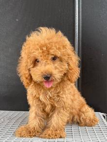 Toy poodle 