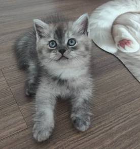 BSH kitten