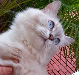 Ragdoll Kitten