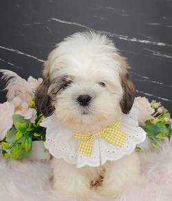 Shih Tzu