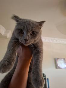 Nonstandard Munchkin (Telinga Fold)