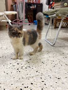 ESH Exotic Short Hair cat kitten kucing