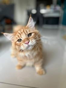 munchkin kittens 