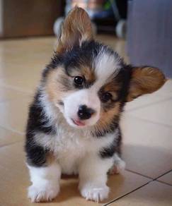 G8068 Irresistible Corgi Cute Fluffy Butt Puppy Pu
