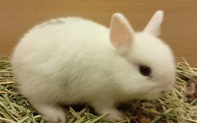 Netherland Dwarf