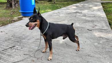 Min Pincher for stud only