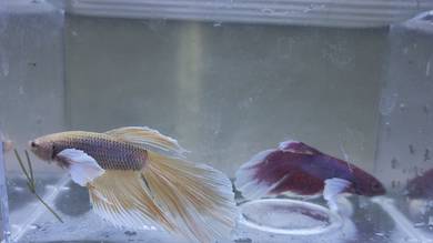 Ikan Laga Betta Fish Dumbo