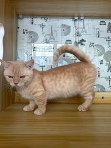 Munchkin Bsh cat